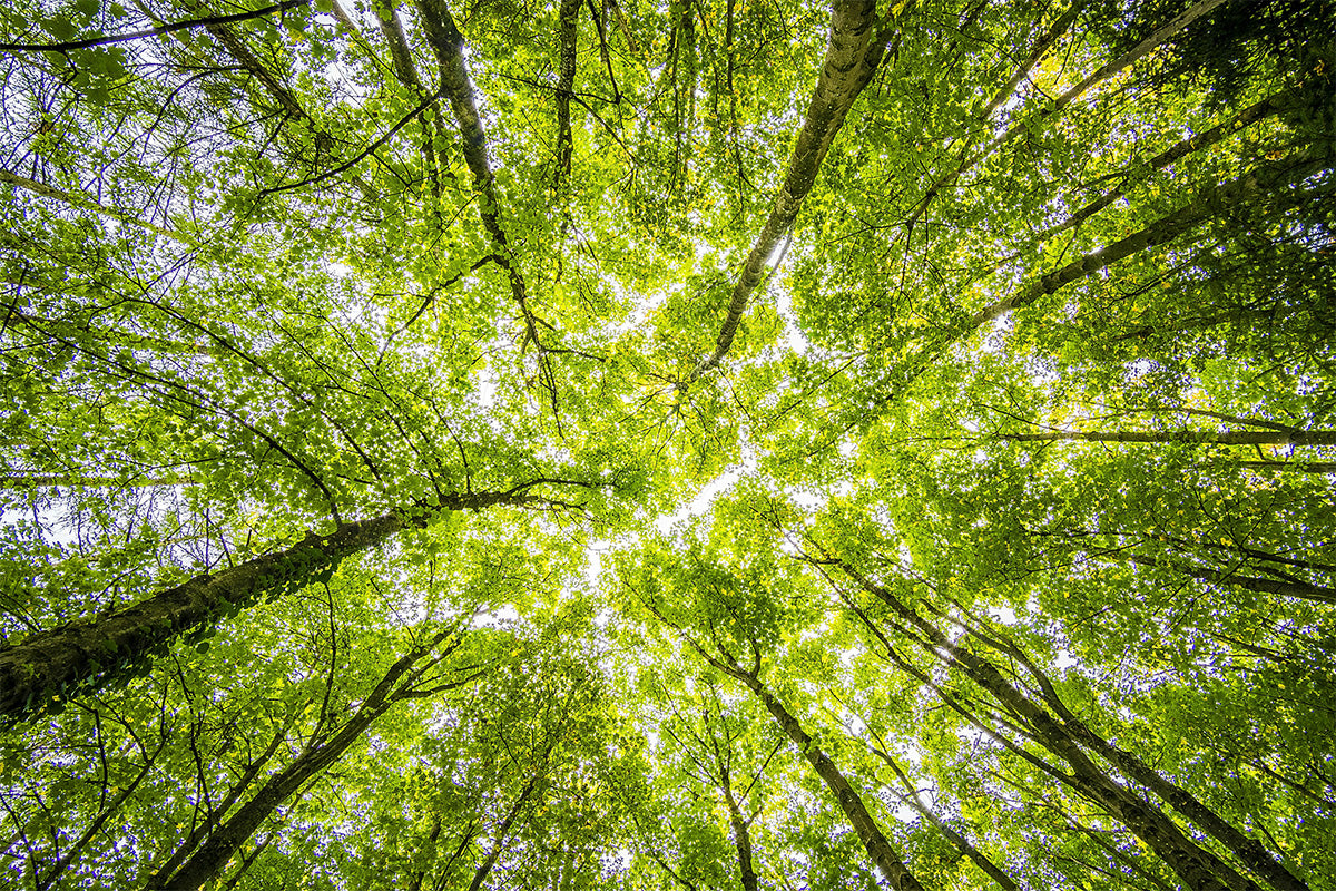 Von GENIAL MATERIAL unterstützter Wald bei Tree-Nation, der aktiv zur Wiederaufforstung und zum Kampf gegen Klimawandel beiträgt.